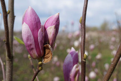 Magnolia soulangeana 'Rustica Rubra' Tuinplanten