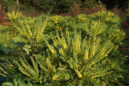 Mahonia media 'Winter Sun' op stam bloesem