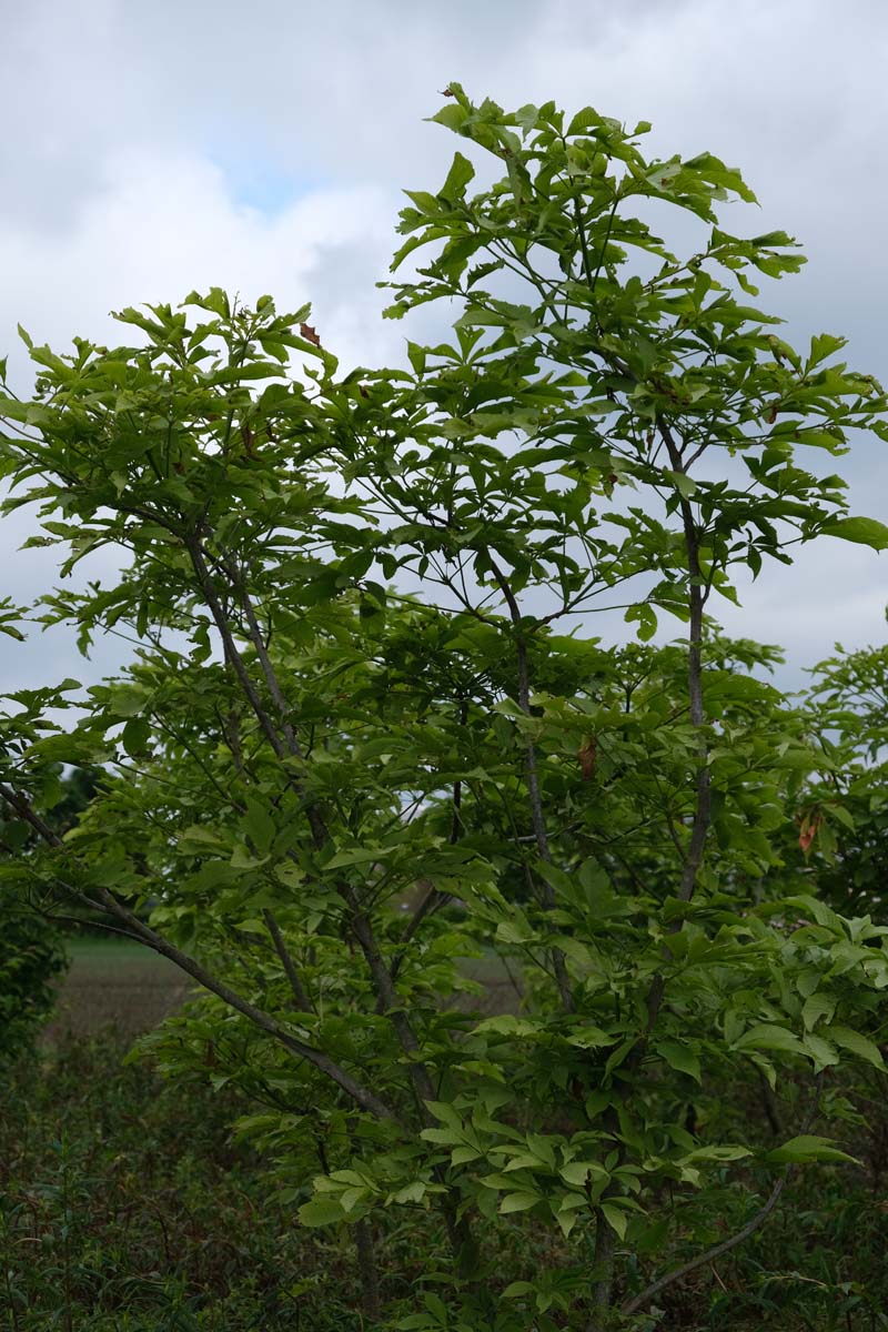 Aesculus glabra 'Sophia' meerstammig struik