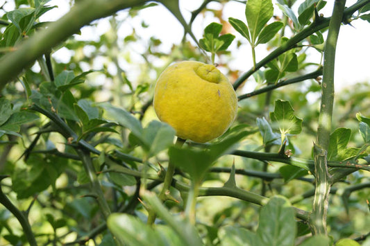 Citrus trifoliata solitair vrucht
