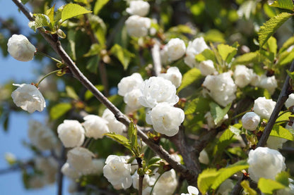 Prunus avium 'Plena' haagplant bloem