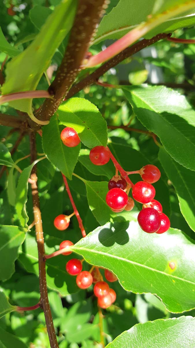 Prunus serotina meerstammig / struik vrucht