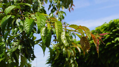 Prunus 'Kiku-shidare-zakura' Tuinplanten blad