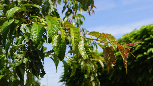 Prunus 'Kiku-shidare-zakura' Tuinplanten blad