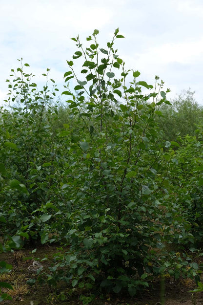 Alnus cordata meerstammig / struik meerstammig