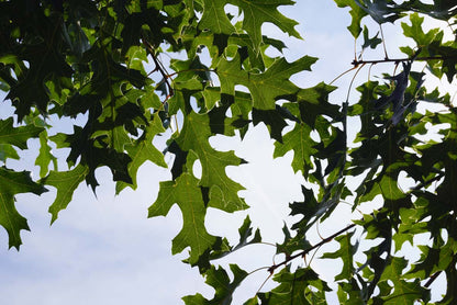 Quercus coccinea haagplant twijg