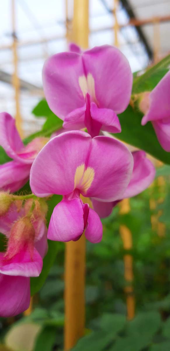 Robinia hispida meerstammig / struik bloem