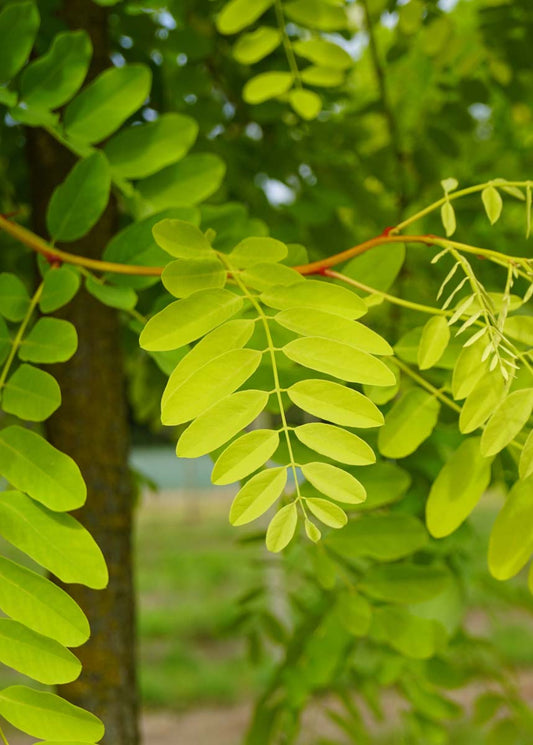 Robinia pseudoacacia 'Frisia' Tuinplanten