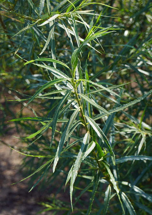Salix fragilis op stam blad