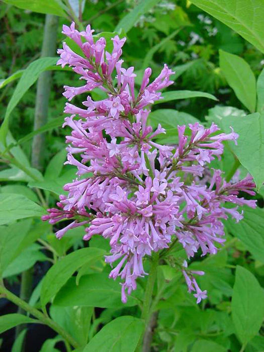 Syringa (V) 'James Macfarlane' Tuinplanten bloem