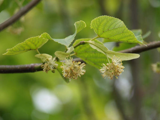 Tilia europaea 'Pallida' meerstammig / struik