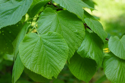 Tilia platyphyllos 'Rubra' meerstammig / struik blad