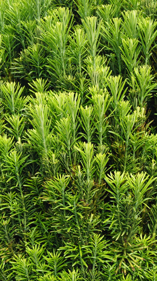 Cephalotaxus harringtonii 'Fastigiata' Tuinplanten