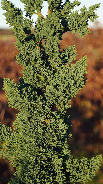 Chamaecyparis lawsoniana 'Wissel's Saguaro' meerstammig / struik naalden