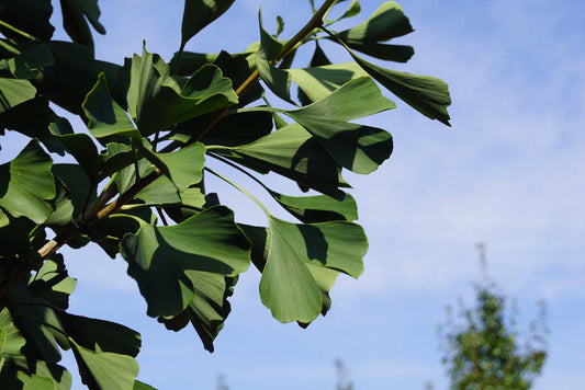 Ginkgo biloba 'Fastigiata' Tuinplanten