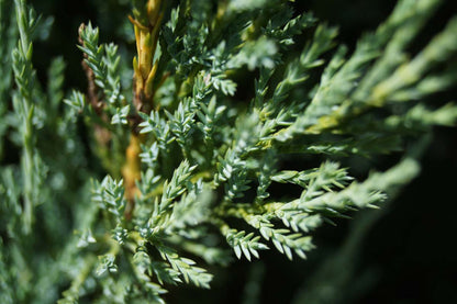 Juniperus scopulorum 'Blue Arrow' Tuinplanten naald