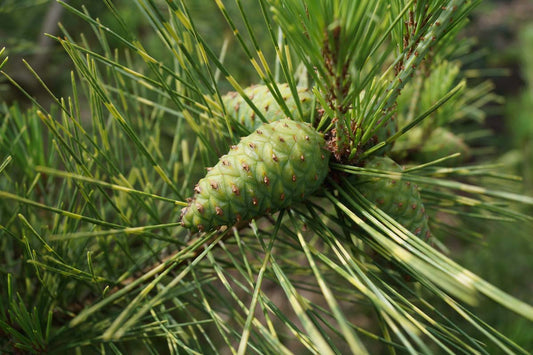 Pinus densiflora 'Oculus-draconis' Tuinplanten