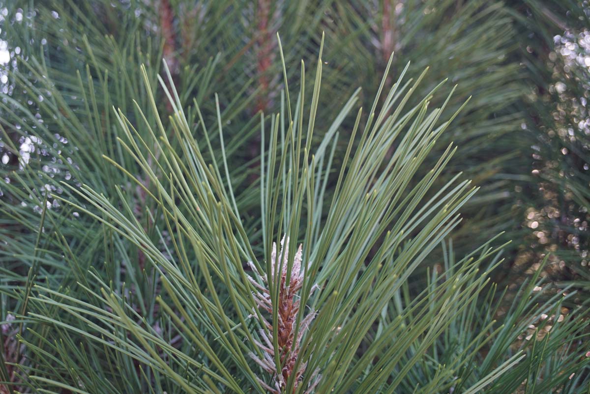 Pinus nigra 'Pyramidalis' Tuinplanten naald