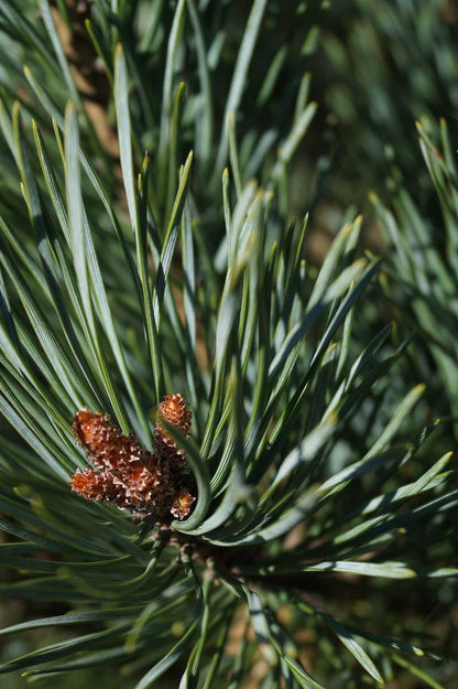 Pinus sylvestris 'Watereri' haagplant naald