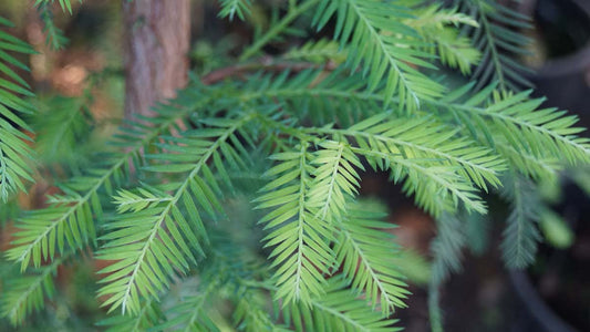 Sequoia sempervirens meerstammig / struik naald