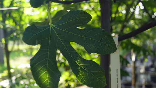 Ficus carica 'Brown Turkey' solitair blad