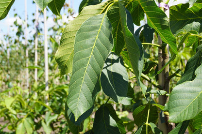Juglans regia 'Broadview' solitair blad