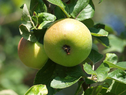 Malus domestica 'Alkmene' Tuinplanten appel