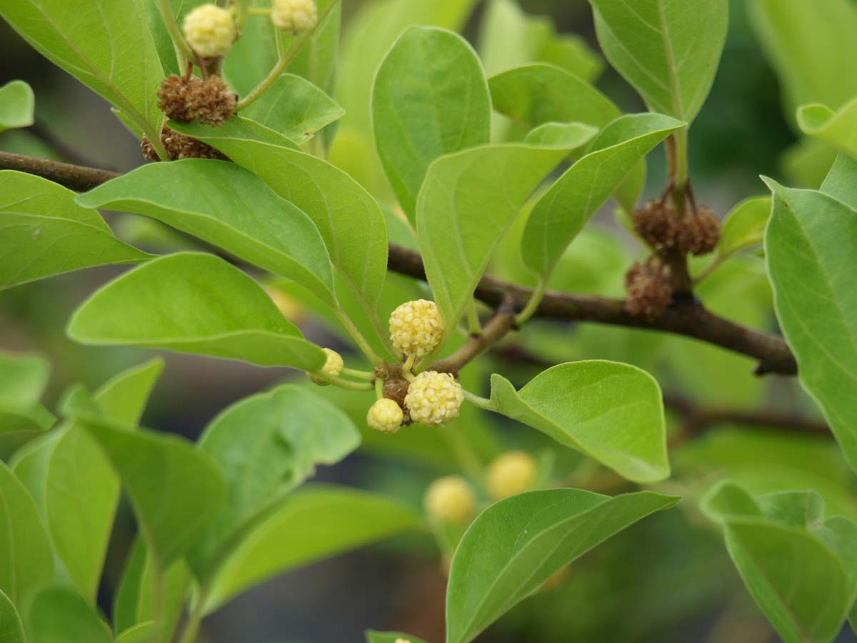 Cudrania tricuspidata op stam bloem