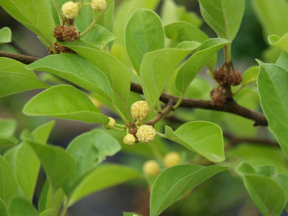 Cudrania tricuspidata op stam bloem