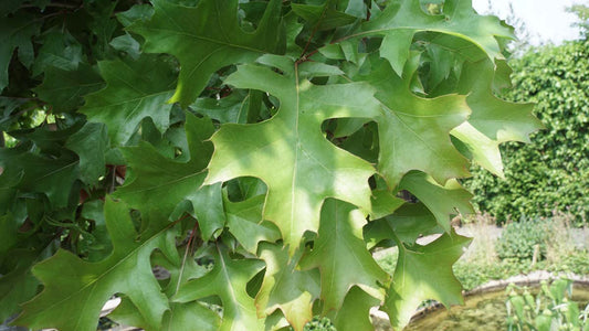 Quercus palustris 'Green Dwarf' meerstammig / struik