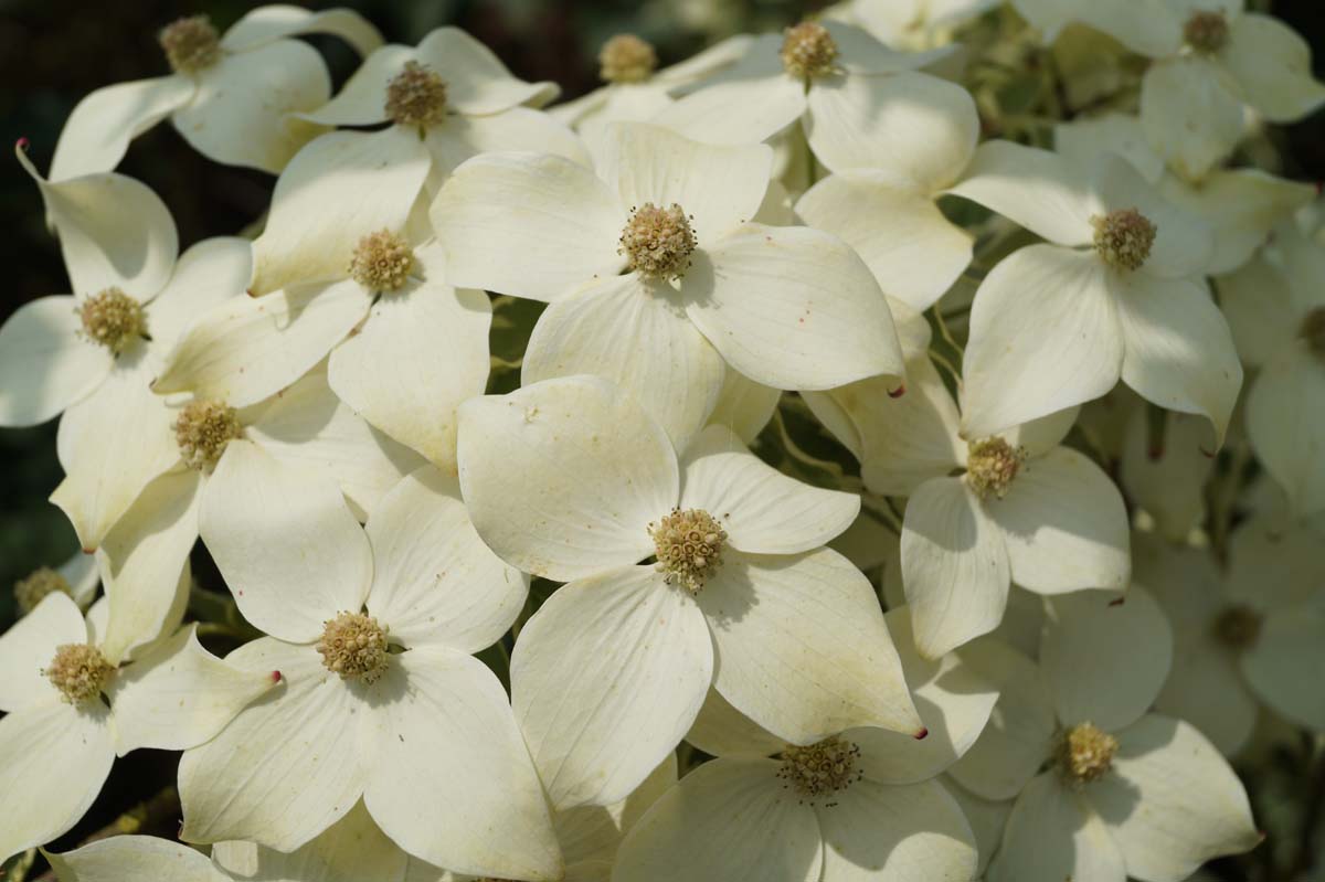 Cornus kousa 'Samzam' meerstammig / struik