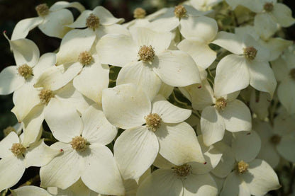Cornus kousa 'Samzam' Tuinplanten