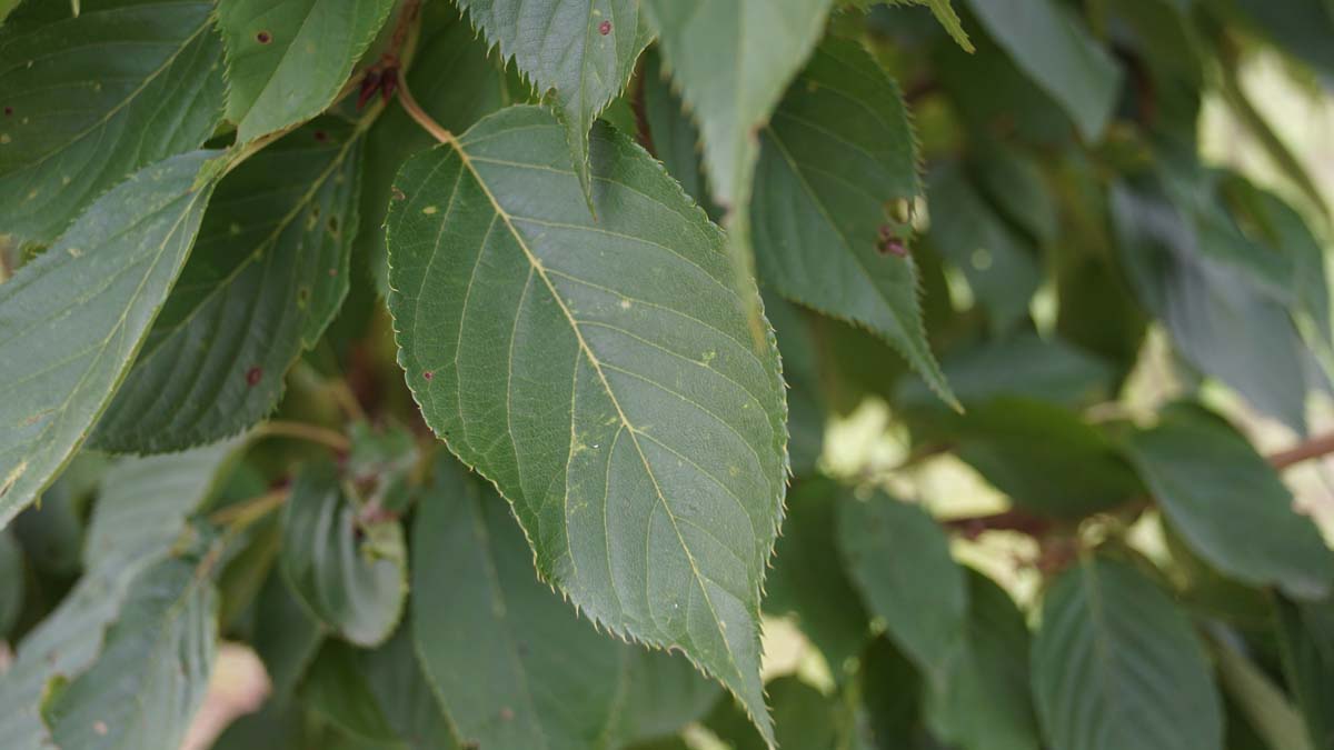 Prunus serrulata 'Fugenzo' haagplant blad