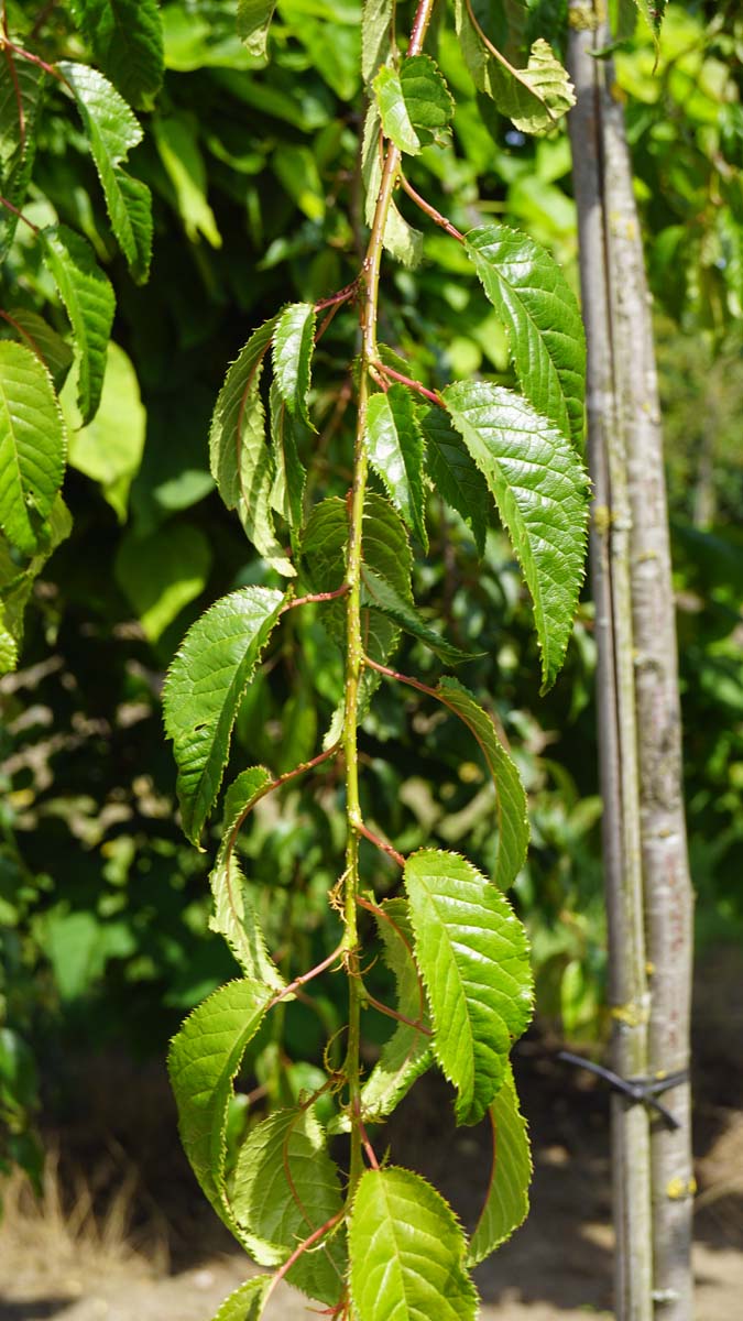 Prunus 'Kiku-shidare-zakura' Tuinplanten twijg