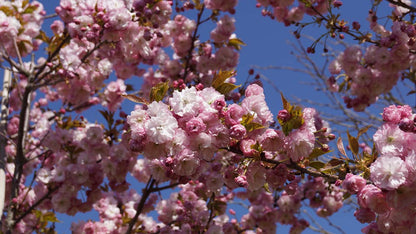 Prunus serrulata 'Pink Perfection' meerstammig / struik