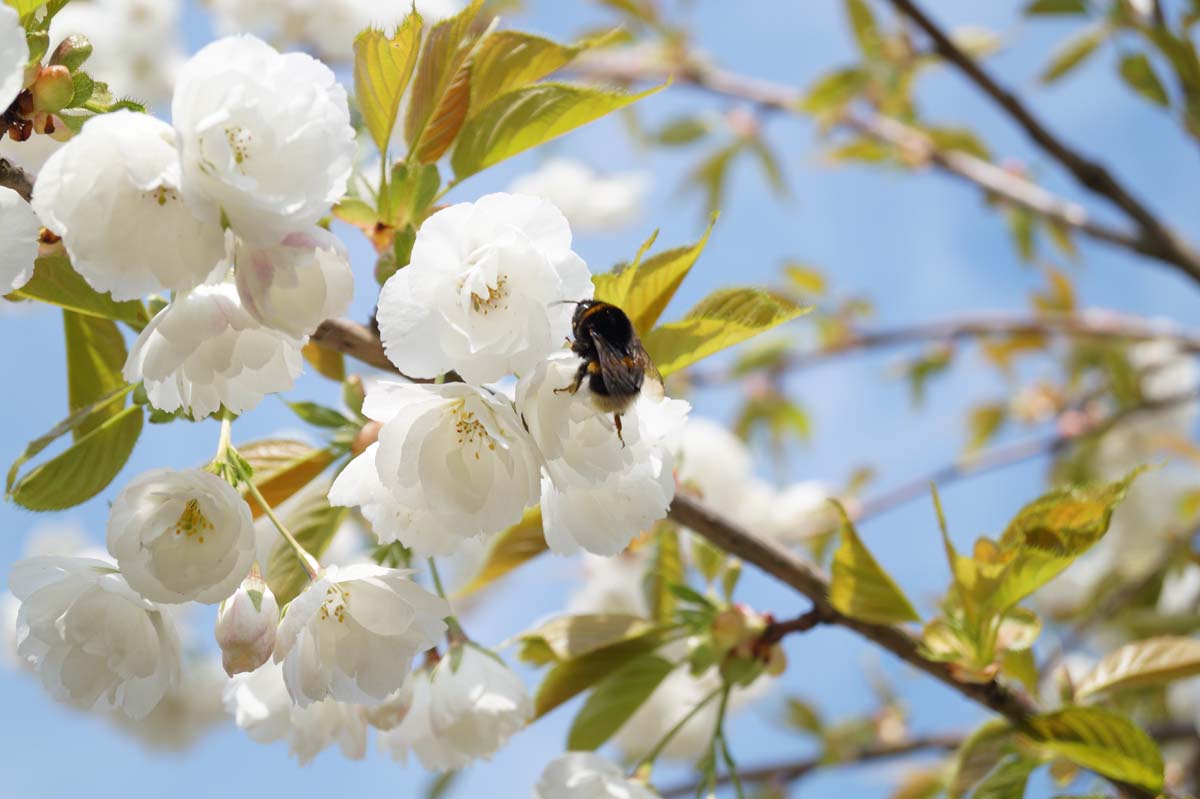 Prunus serrulata 'Shirotae' haagplant biodiversiteit