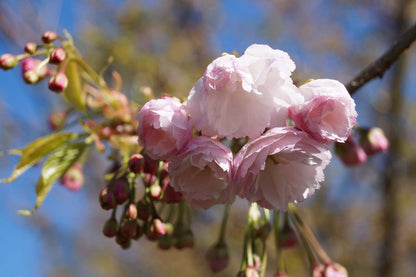 Prunus serrulata 'Shirotae' haagplant bloem