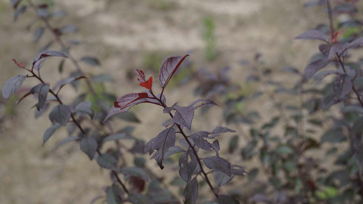 Prunus spinosa 'Purpurea' op stam blad