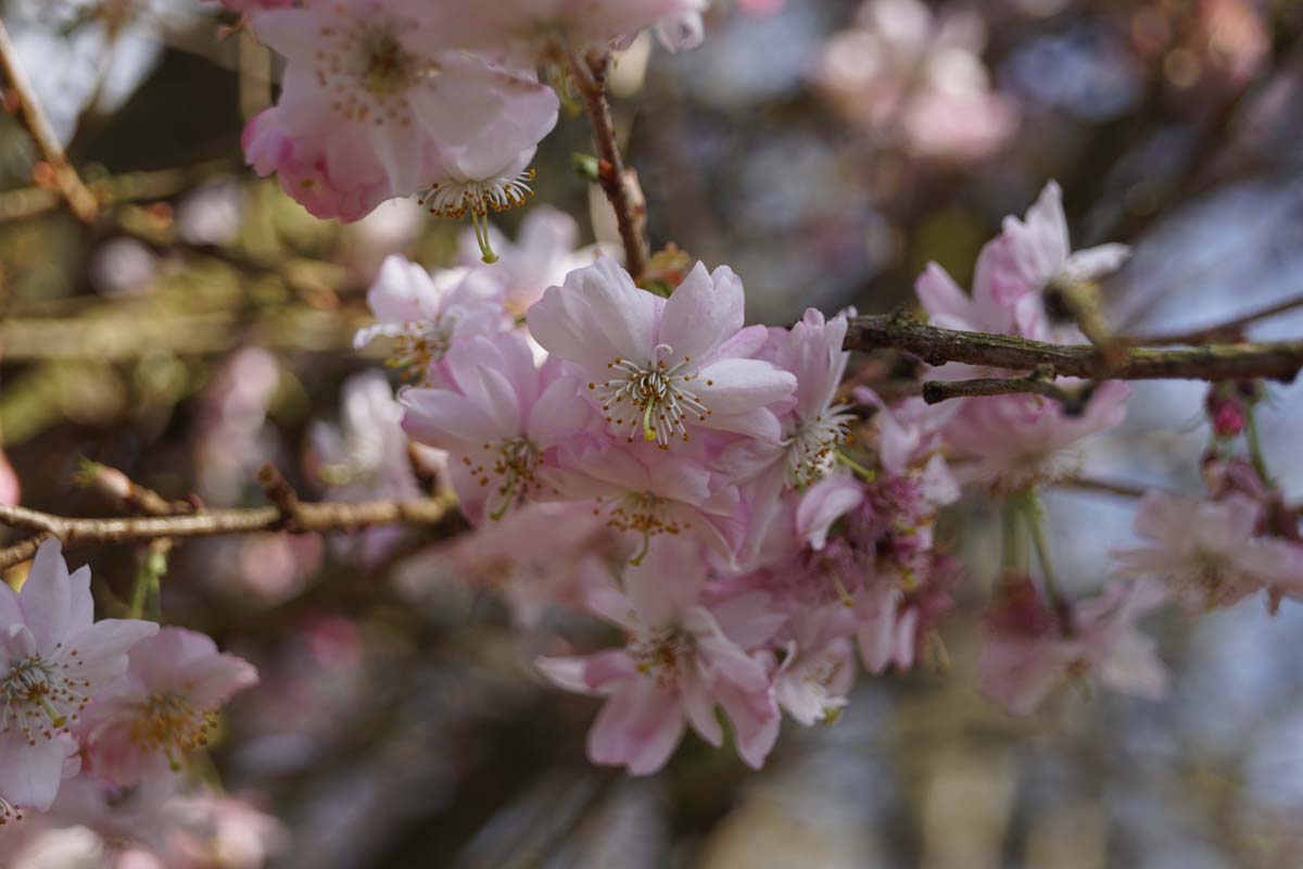 Prunus subhirtella 'Autumnalis Rosea' op stam bloesem