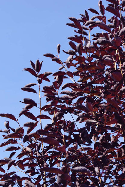 Prunus virginiana 'Canada Red' op stam
