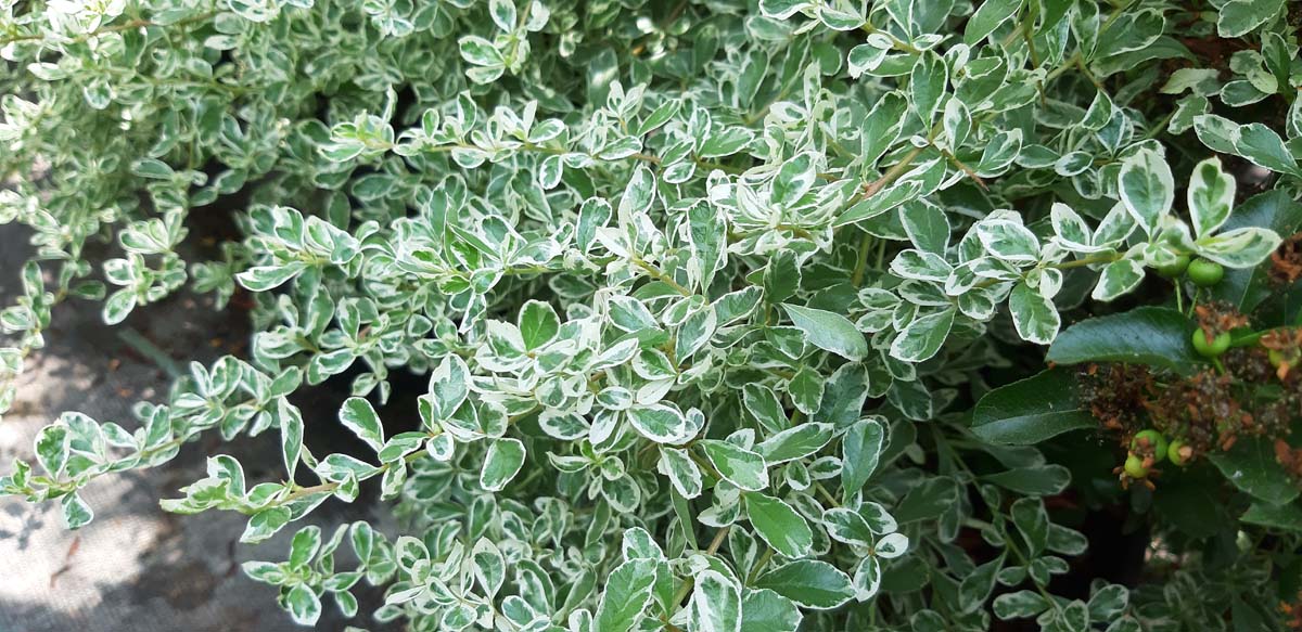 Pyracantha 'Sparkler' Tuinplanten