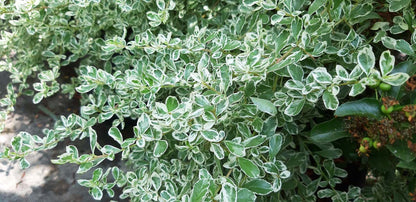 Pyracantha 'Sparkler' Tuinplanten