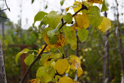 Pyrus communis leiboom herfstkleur