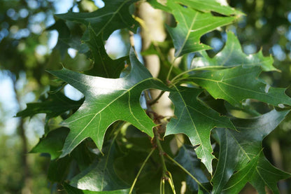 Quercus coccinea haagplant blad