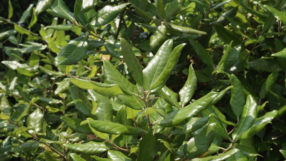 Quercus ilex dakboom blad