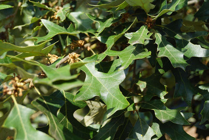 Quercus ilicifolia Tuinplanten
