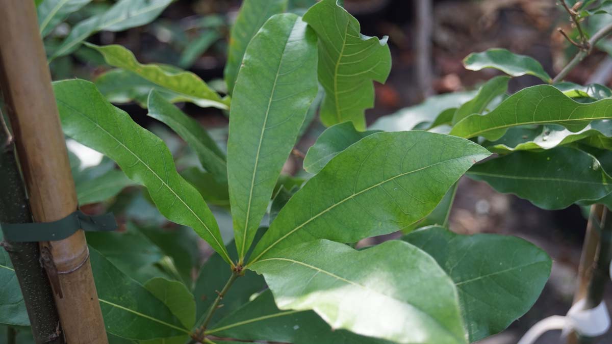 Quercus imbricaria solitair blad