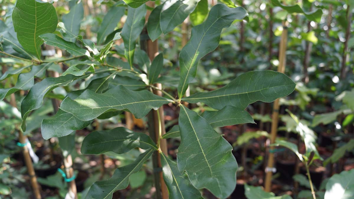Quercus imbricaria solitair blad