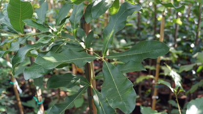 Quercus imbricaria solitair blad