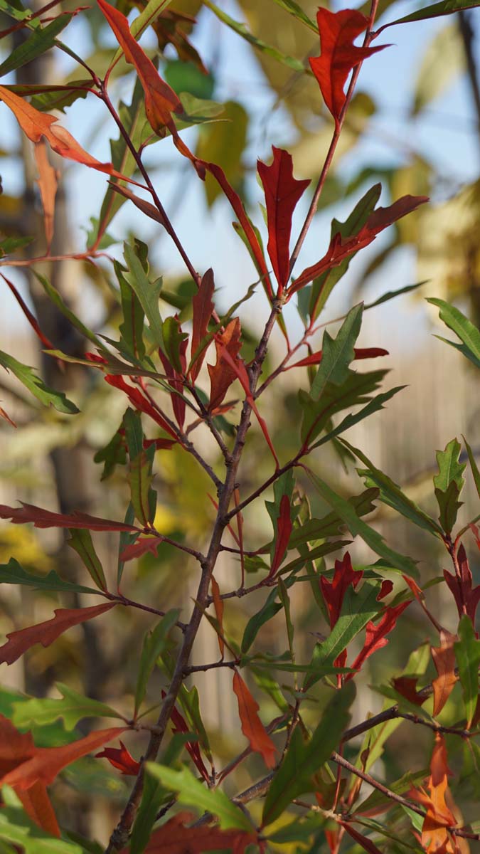 Quercus nigra solitair herfstkleur